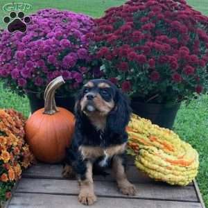 Boone, Cavalier King Charles Spaniel Puppy
